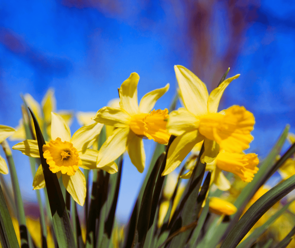 How Much Does a Mitsubishi Mini Split Cost Direct Home Services How Much Does a Mitsubishi Mini Split Cost