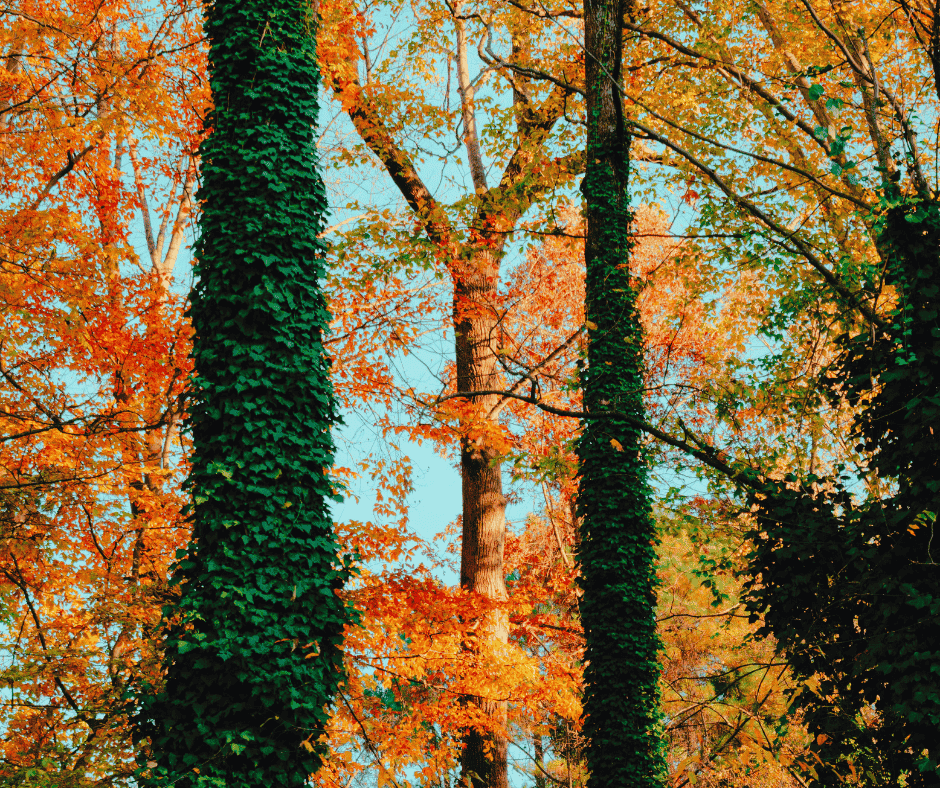 Gas furnace services